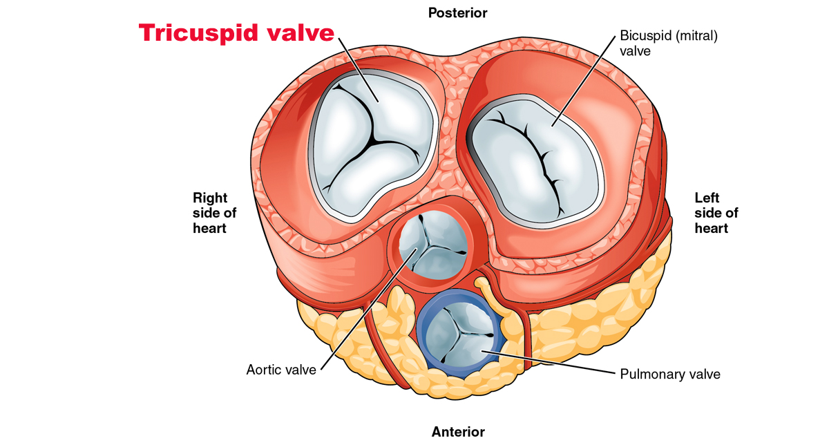EIT heart valve